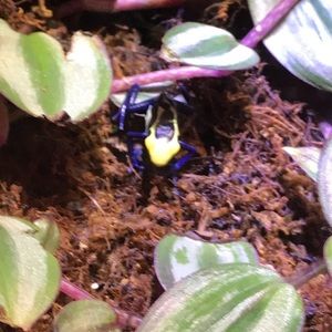 Meet your Posher, Charlotte